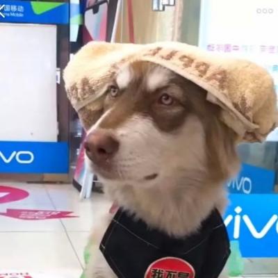 头像动物沙雕可爱微信