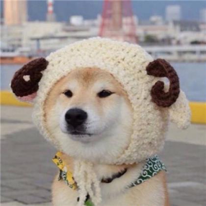 小猪头像可爱