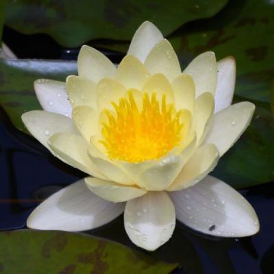 适合永久做微信头像的图片莲花