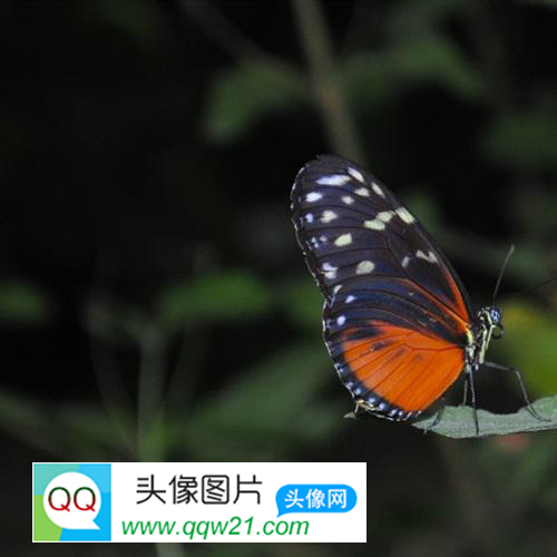 2023年最漂亮的微信头像一家四口