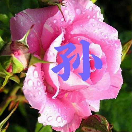 女人微信头像花朵图片