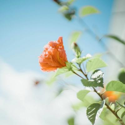 好运微信头像真实花草