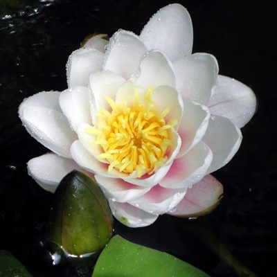 莲花微信头像图片大全唯美