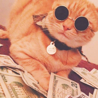 小猫微信头像大全可爱