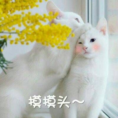 2023年最火微信动物头像