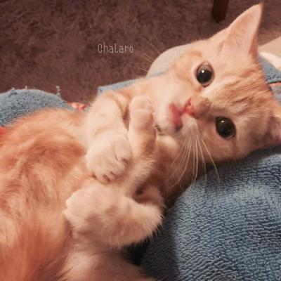 小猫头像图片大全可爱