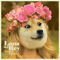 耀扬头像柴犬