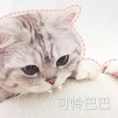 小猫钓鱼头像