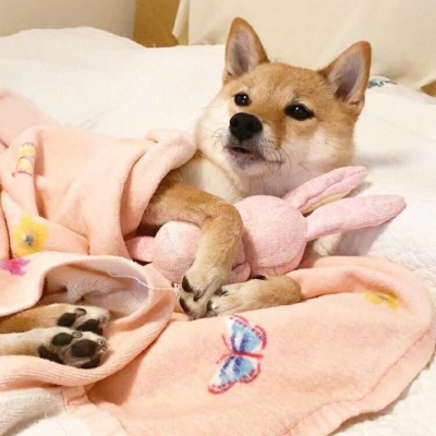 耀阳头像柴犬