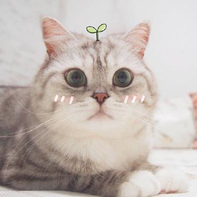情侣头像猫咪一男一女