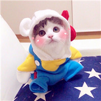 小猪猪图片头像可爱
