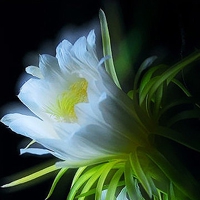 头像风景ins 花朵