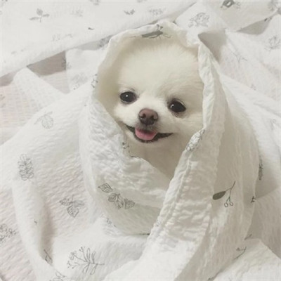 头像图片狗子