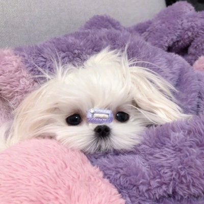 笑死人头像