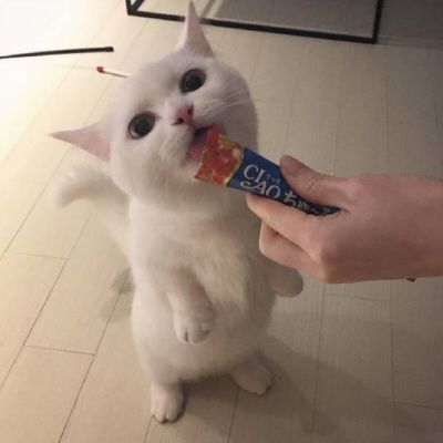 可爱的小猫咪头像