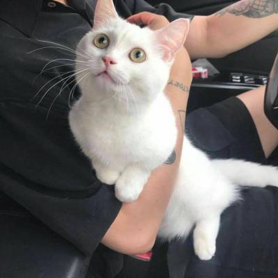 小猫微信头像大全可爱
