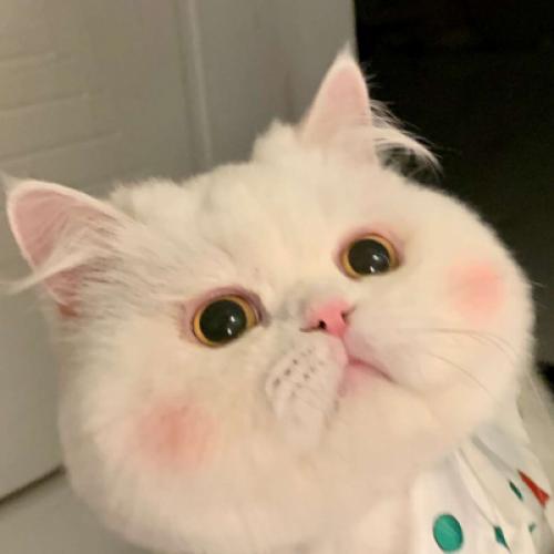 小猫头像图片大全可爱