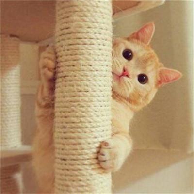 小猪佩奇骂人头像