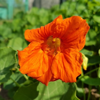 适合永久做微信头像的图片莲花