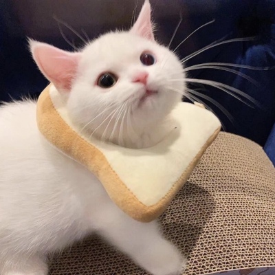 可爱的小猫头像