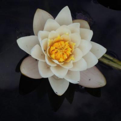 佛教莲花图片大全头像