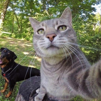 沙雕头像戴墨镜的小猫