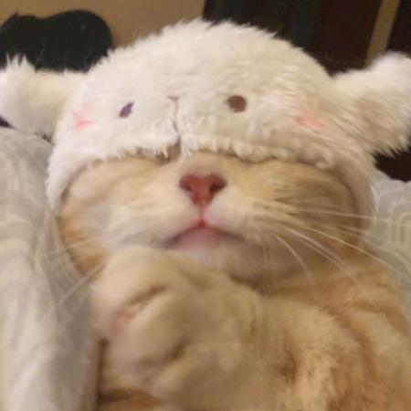 可爱的小猫咪头像
