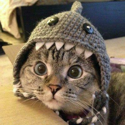 微信头像小猫