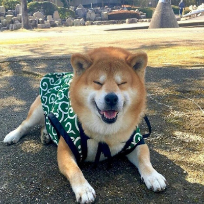 柴犬可爱头像