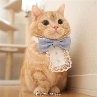 可爱的小猫咪头像