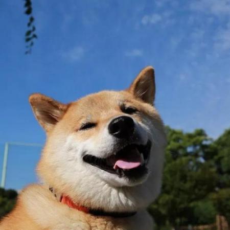 沙雕头像狗勾