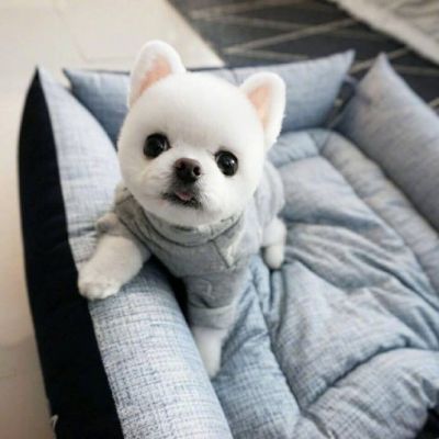 狗狗头像ins高级质感微信