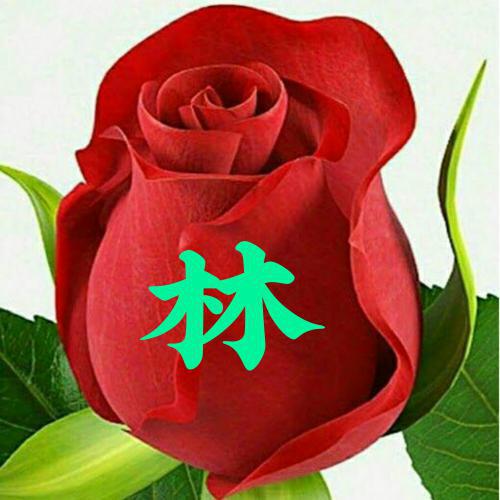 2023年微信头像女花朵