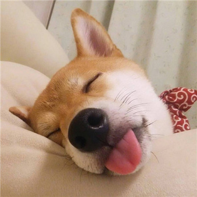 头像图片大全可爱