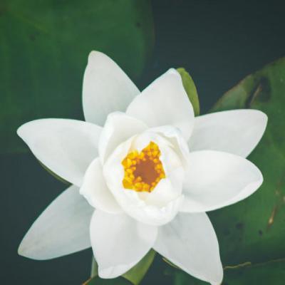 大妈头像微信头像莲花