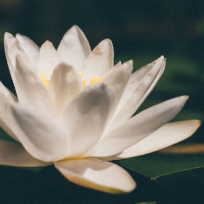 适合永久做微信头像的图片莲花