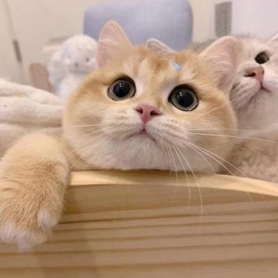 宠物情侣头像
