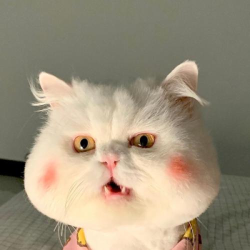 可爱头像小猫