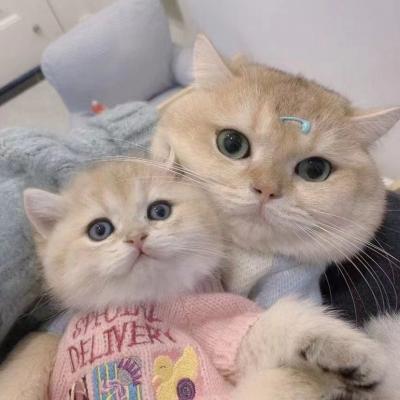 可爱的小猫头像