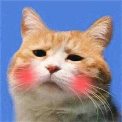 小猪猪图片头像可爱