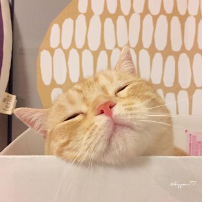 小猫微信头像大全可爱
