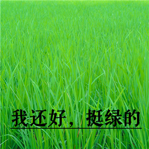 搞笑表情包头像