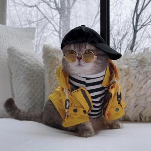 汤姆猫正常经典头像