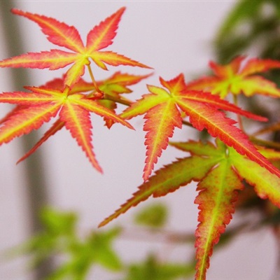 微信个性头像图片大全红色
