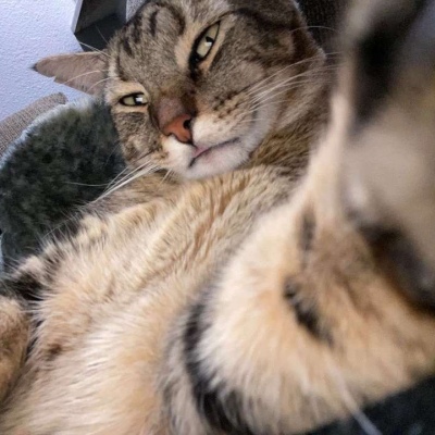 搞笑逗比猫头像