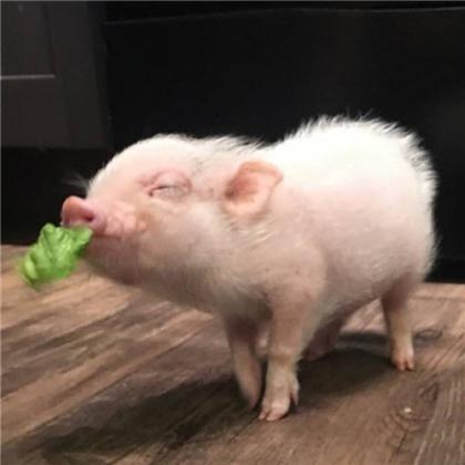小猪头像图片大全可爱