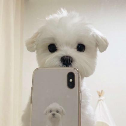 宠物头像可爱