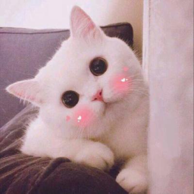 小猫微信头像大全可爱