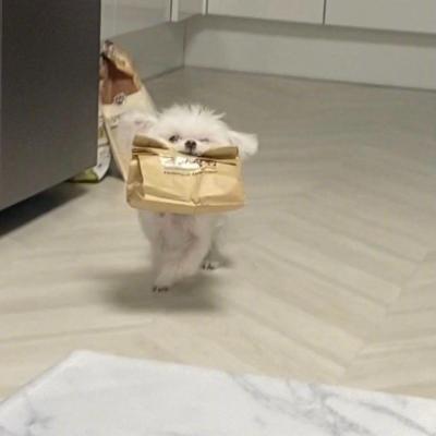 神奇宝贝头像