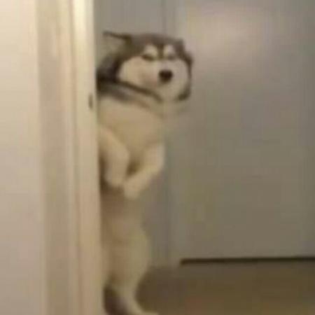 御姐范的猫网名